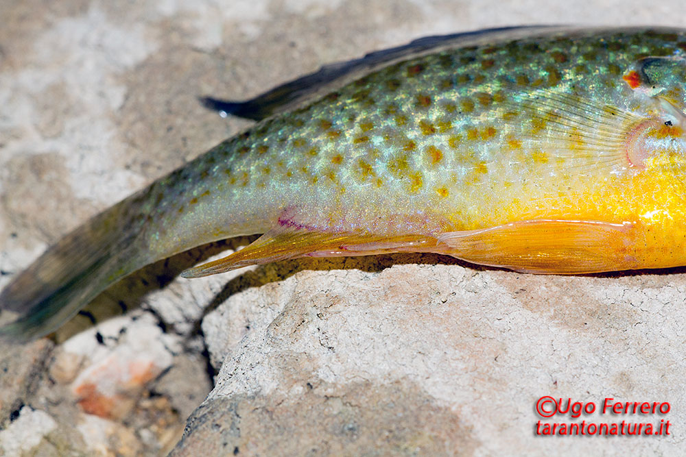 Lepomis gibbosus e Carassius auratus